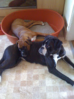 Two boxers, one brown and one black with white markings, lie close together on a tiled floor; the brown dog rests in an orange dog bed whilst the black dog lies outside the bed—both showing how caring for your dog brings them comfort and companionship.