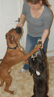 A woman in a grey shirt and jeans stands indoors, holding Wagg Training Treats as two large dogs stand on their hind legs, reaching up to her with their front paws.