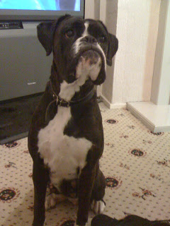 A black and white boxer dog sits on a patterned carpet indoors, looking slightly upward with an alert expression—perhaps hoping for some Wagg Training Treats. A TV and part of a fireplace are visible in the background.