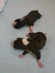 Two newborn puppies with dark fur and white markings, the latest New Arrivals, lie on a light blue surface. They appear to be very young, with their eyes closed and small pink paws.