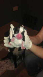 A person wearing white gloves gently holds a small newborn black and white puppy with closed eyes and a bright pink nose and paws—one of the adorable New Arrivals. Another dog is partially visible in the background.