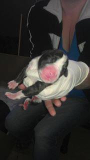 A person wearing white gloves gently holds a tiny newborn black and white puppy with closed eyes and a pink nose—one of our adorable New Arrivals.