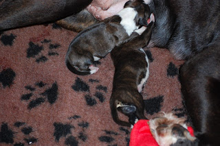 Two New Arrivals with dark fur and white markings suckle from their mother on a brown, paw-print patterned blanket. A small dog in a red outfit is partially visible in the corner.
