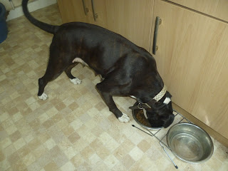 A black and brown dog with white paws and a collar is enjoying Pawtions food from a bowl on a tiled kitchen floor, next to an empty water bowl.