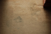 A section of beige carpet with visible dark stains and discolouration near the edge of a wooden surface, perfect for treatment with a Rug Doctor carpet cleaner.