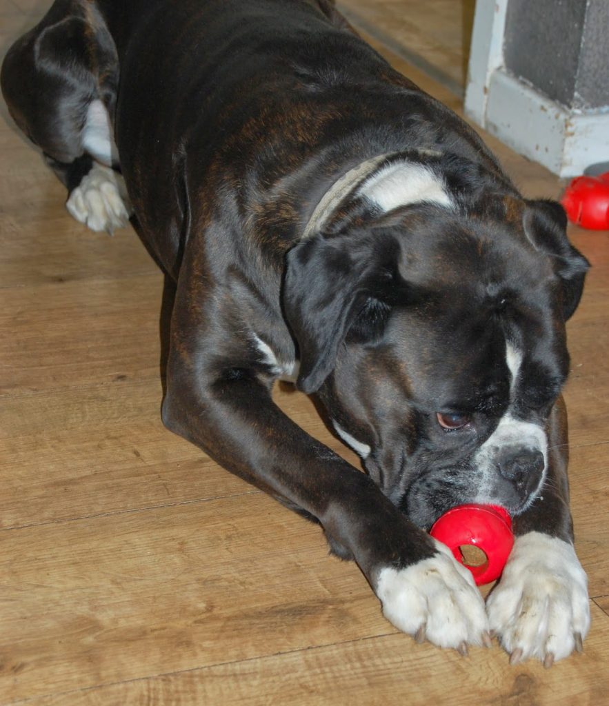 A large black and white dog lies on a wooden floor, holding a red chew toy between its front paws and mouthing it—perfect for your next PetShop Review.