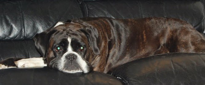 A brindle boxer dog with a white face and paws is lying on a black leather sofa, resting its head and looking towards the camera with a relaxed expression—one of PetShop's favourites among its 150,000 fans.