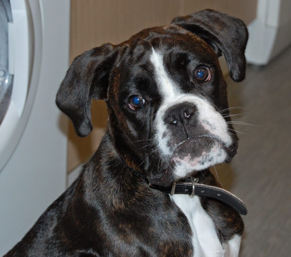 A brindle boxer dog with a white face and chest is sitting indoors, looking up with its head tilted to one side, wearing a black collar—almost as if it’s wondering, "how naughty is your pet compared to me?.