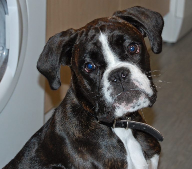 A brindle boxer dog with a white face and chest is sitting indoors, looking up with its head tilted to one side, wearing a black collar—almost as if it’s wondering, "how naughty is your pet compared to me?.