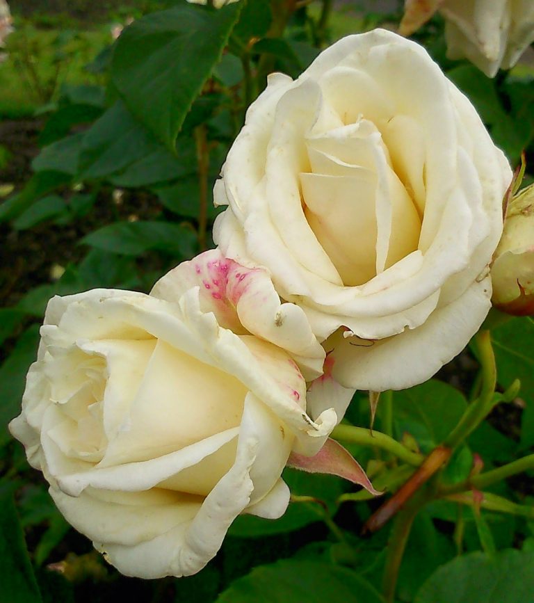 Two fully bloomed white roses with slightly curled petals grow close together on a green leafy stem; one rose has a faint touch of pink on its outer petal, capturing the serene beauty of a Silent Sunday.