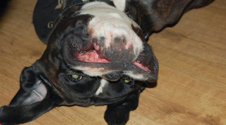 A black and white dog lying on its back on a wooden floor, mouth open and teeth showing, head tilted upside-down in a playful or silly pose—capturing the carefree spirit of Silent Sunday.