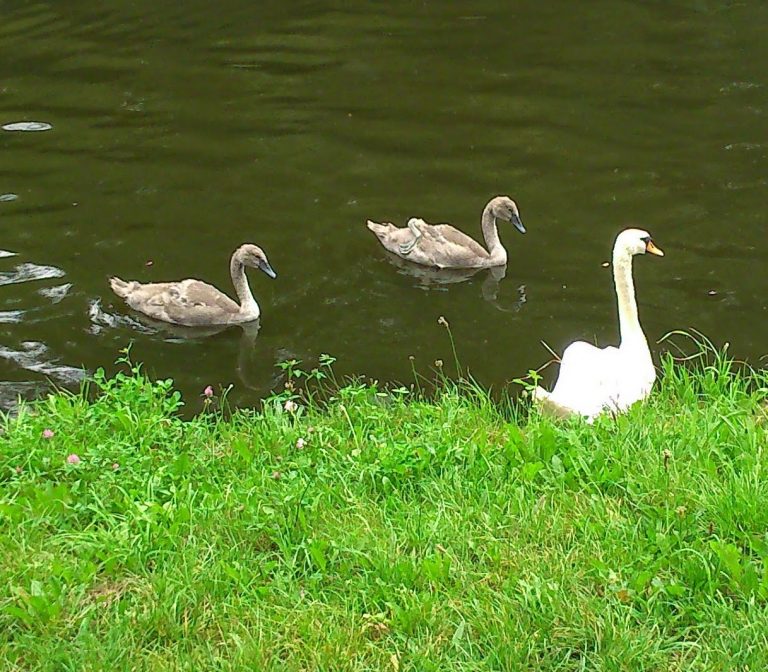 A white adult swan and two brown cygnets swim near the green grassy edge of a pond, the water dark and calm—capturing a perfect Silent Sunday moment.