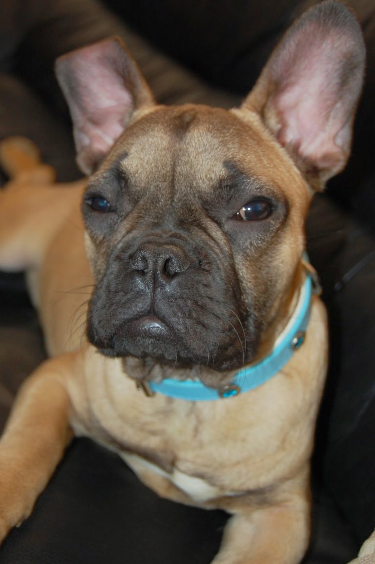 Ziggy, a tan French Bulldog with a blue collar, lies on a black surface, gazing at the camera with relaxed, half-closed eyes and perked-up ears.
