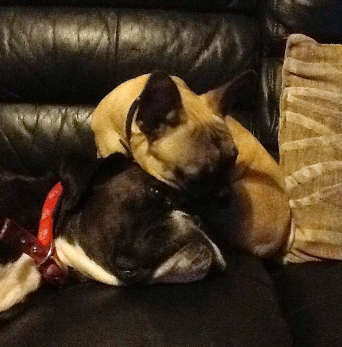 Two dogs, one light brown with upright ears and one black and white with a red collar, are cuddling closely together on a dark leather sofa next to a striped cushion, capturing the perfect Silent Sunday moment.