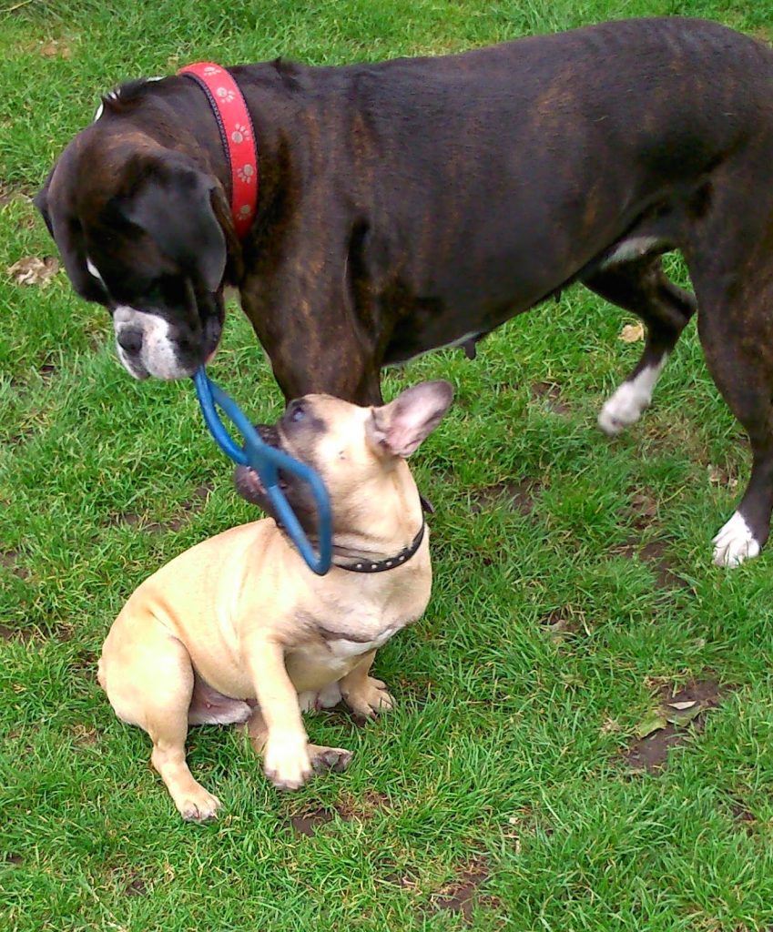 A large dark brown dog and a small tan French Bulldog from PetShop play tug-of-war with a blue rubber toy on green grass, enjoying Bank Holiday Offers.