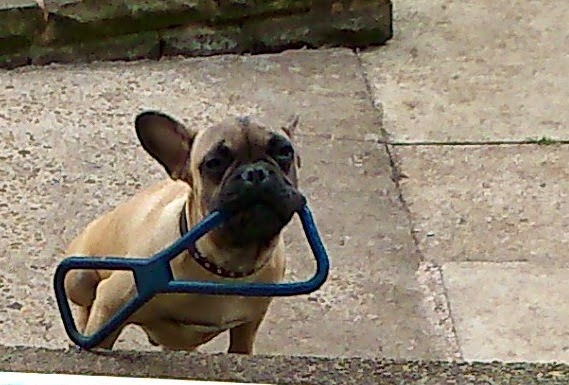 A small brown dog with a black face sits on a stone patio, holding a blue plastic toy in its mouth and looking up towards the camera—ready for fun and treats from PetShop’s Bank Holiday Offers.