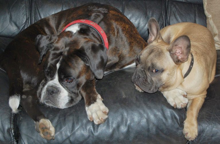 Two dogs, a brindle boxer with a red collar and a fawn French bulldog with a black collar, relaxing together on a dark leather sofa—enjoying comfort just like the great Bank Holiday Offers at PetShop.