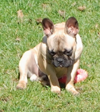 A light brown French Bulldog sits on green grass for a Silent Sunday, looking downward with ears pricked up and a pink toy behind it.