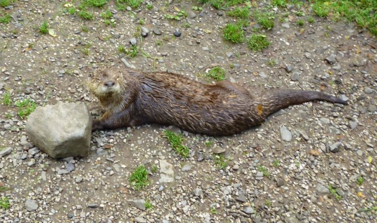 A wet otter lies on a patch of gravel and dirt, resting one paw on a large rock with some green grass scattered about—perfect for a Flashback Friday moment in nature.