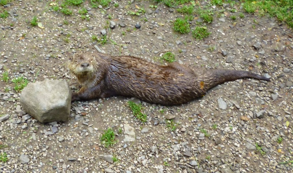 A wet otter lies on the ground next to a large rock, surrounded by small stones and patches of grass, looking up towards the camera for a perfect Flashback Friday moment.