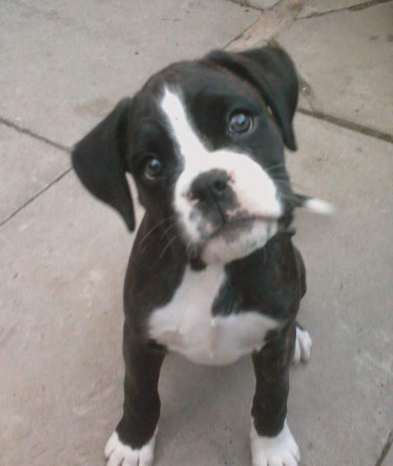A black and white puppy with a white chest and paws sits on a concrete surface, tilting its head slightly and looking up with curious blue eyes—perfect for a sweet Flashback Friday memory.