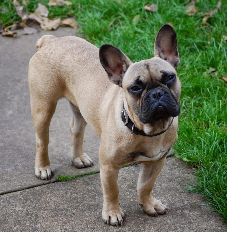 A light brown French Bulldog with a black collar stands on a pavement, looking up, with grass and some fallen leaves in the background—a perfect moment for Silent Sunday.