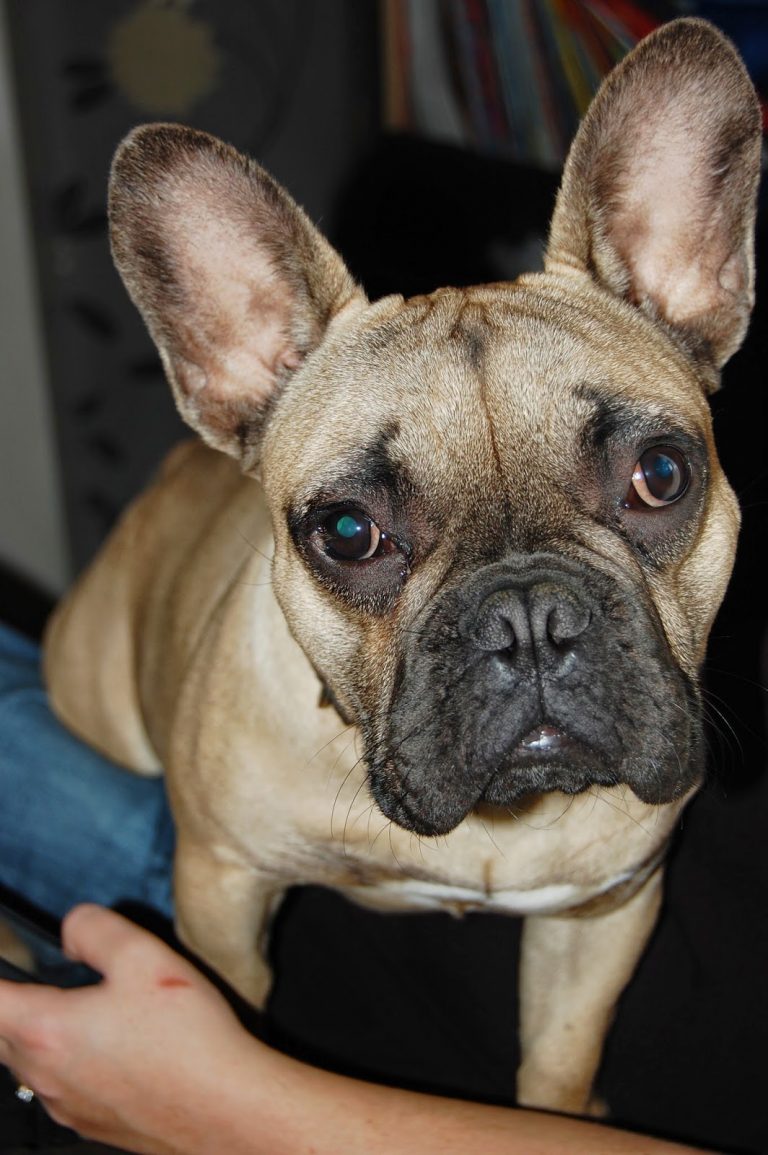 A tan French Bulldog with large ears and a dark snout looks up at the camera whilst sitting on a person’s lap, perfectly capturing a cosy Silent Sunday moment. The person’s hand and blue jeans are visible in the lower part of the image.