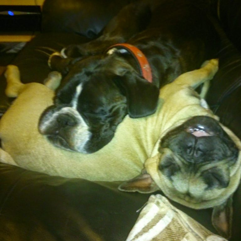 Two dogs, a dark-coloured one with a red collar and a light-coloured one, are sleeping closely together on a sofa, looking comfortable and relaxed—perhaps dreaming of their favourite Hills Ideal Balance dog food.
