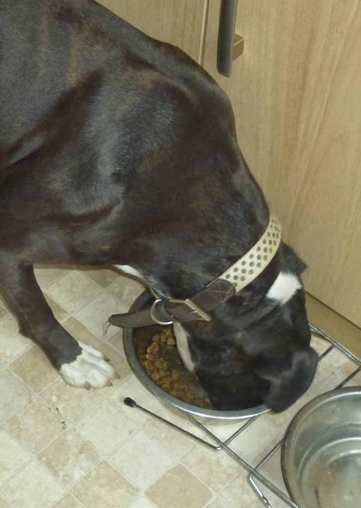 A large black and brown dog with a spotted collar is eating Hills Dog Food from a metal bowl on a tiled floor next to a water bowl.