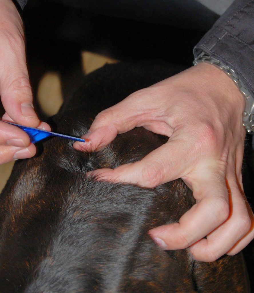 A person uses a small blue tool to remove a tick from the dark fur of an animal, likely a dog, whilst holding the fur apart with their fingers—an important step for pet protection against ticks and fleas.