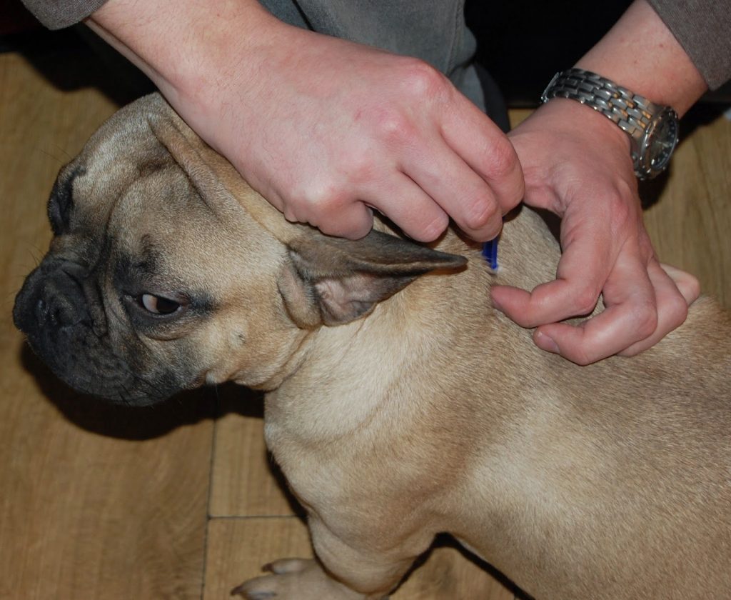 A person is applying medicine for pet protection to the back of a light brown French Bulldog’s neck, parting the fur to expose the skin—helping guard against fleas and ticks. The dog stands on a wooden floor and looks to the side.