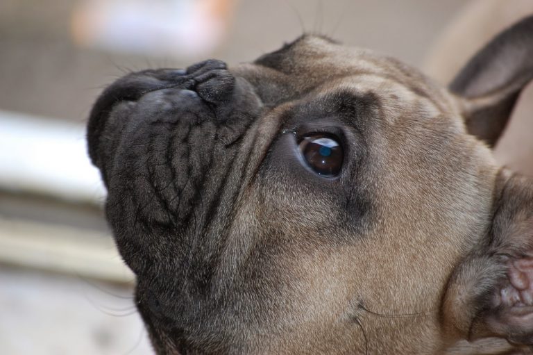 Close-up side view of a brown French Bulldog's face looking upward, highlighting its wrinkled snout, dark eye, and short fur. The blurred background adds to the calm mood, perfect for a Silent Sunday.
