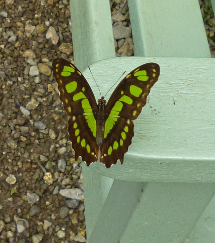A green and brown butterfly with yellow spots rests on the edge of a light green bench, next to a gravel-covered ground—a charming Flashback Friday moment in nature.