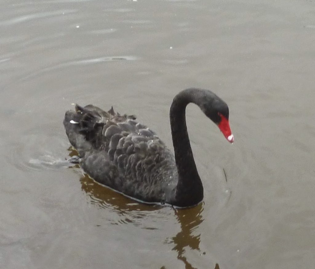 Flashback Friday: A black swan with a bright red beak swims gracefully on a calm, brownish body of water.