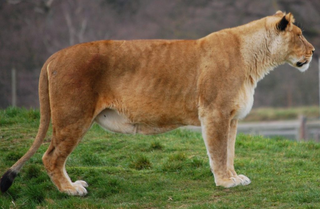 A lioness stands on green grass, facing to the right at Yorkshire Wildlife Park. Her light tan fur contrasts with the blurred background, highlighting the stunning natural scenery of this renowned wildlife park in Yorkshire.