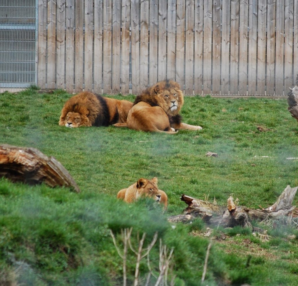 Three lions are lying on grass in an enclosure for a Silent Sunday. Two male lions rest close by near a wooden fence, while a lioness relaxes on the grassy ground. Tree logs are scattered nearby.