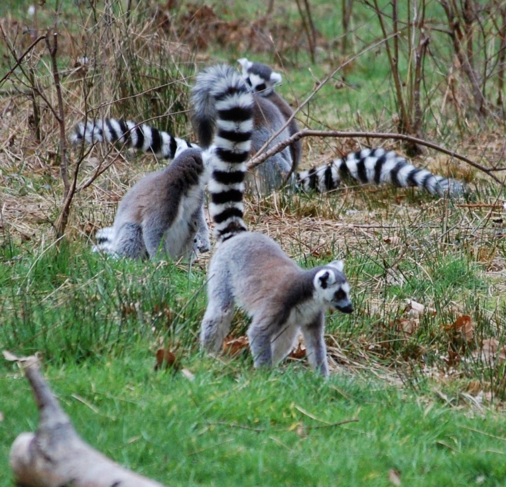 Three ring-tailed lemurs with distinctive black-and-white striped tails forage and explore in a grassy, partially wooded area at Yorkshire Wildlife Park, with dry twigs and branches scattered about.