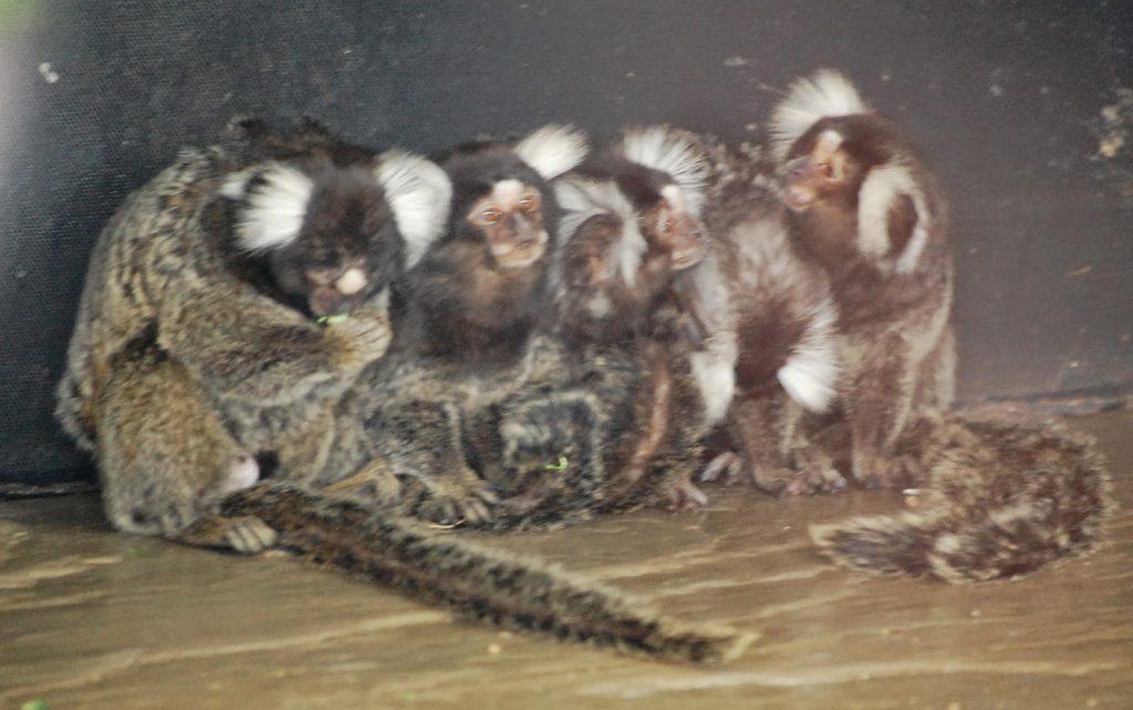 Five marmosets with white tufts around their ears sit closely together on a wooden surface against a dark background, offering a glimpse of fascinating wildlife you might see on your visit to Yorkshire Wildlife Park.