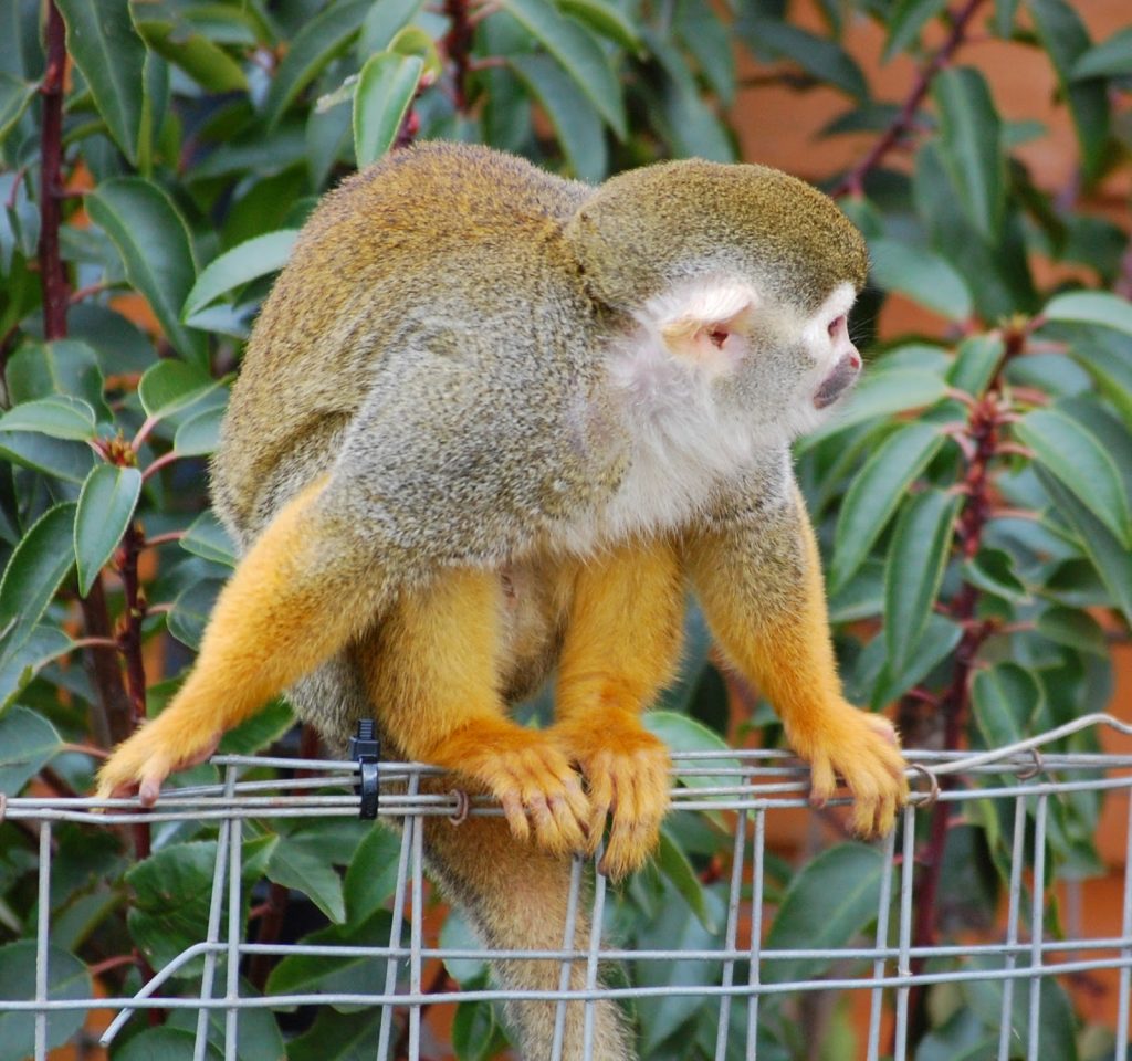 A squirrel monkey with yellow-orange limbs and a white face sits on a wire fence, surrounded by green leafy plants at Yorkshire Wildlife Park.
