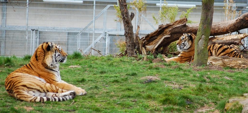 Two tigers are lying on grassy ground near logs and trees inside an enclosed area at Yorkshire Wildlife Park, with a wire fence in the background.
