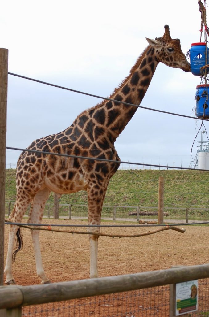A giraffe stands on sandy ground in a wildlife park enclosure, stretching its neck to reach blue feeding containers high on a wooden post, with rope fencing and grassy Yorkshire hills in the background.