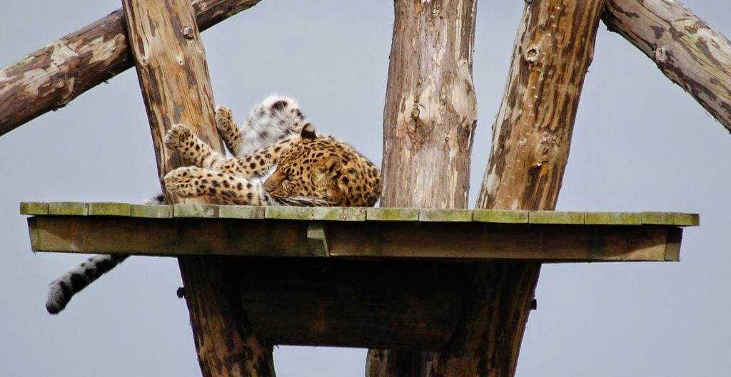 A cheetah is lying on its back with its legs in the air, resting on a wooden platform supported by tree trunks against a grey sky at Yorkshire Wildlife Park.