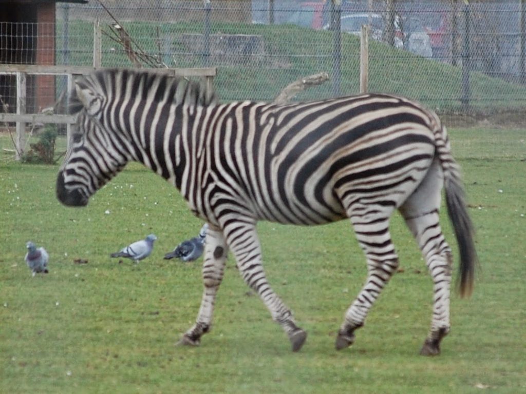 A zebra walks on green grass in an outdoor enclosure at Yorkshire Wildlife Park, with several pigeons nearby. There is a fence and some trees in the background.