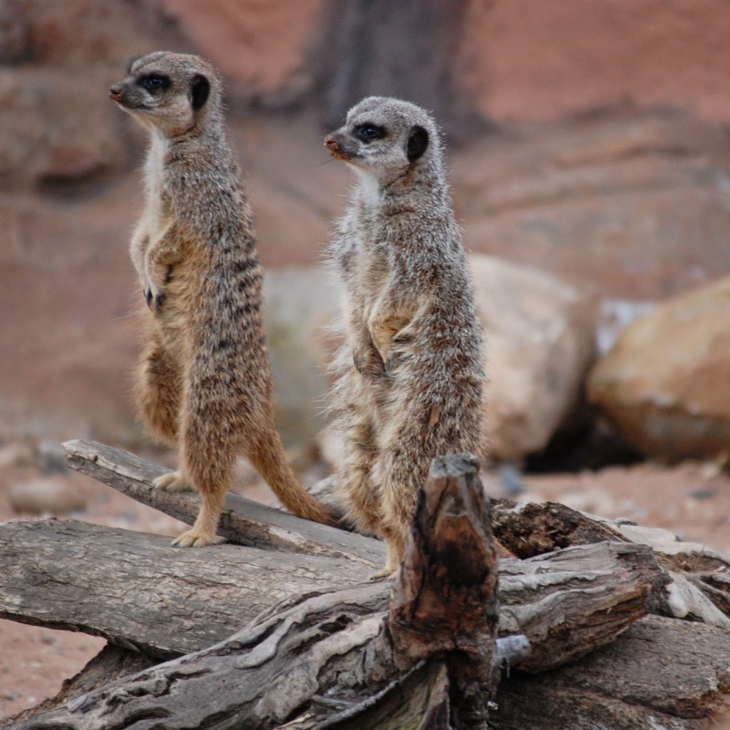 Two meerkats stand upright on a piece of wood, facing opposite directions, alert and watchful. The background shows rocks and sandy ground, resembling their natural habitat at Yorkshire Wildlife Park.