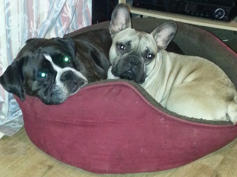 Two dogs, a dark-coloured Boxer and a light-coloured French Bulldog, are lying together in a red dog bed on a wooden floor, perhaps dreaming of their favourite Pooch & Mutt dog treats. The Boxer’s eyes glow green from the camera flash.