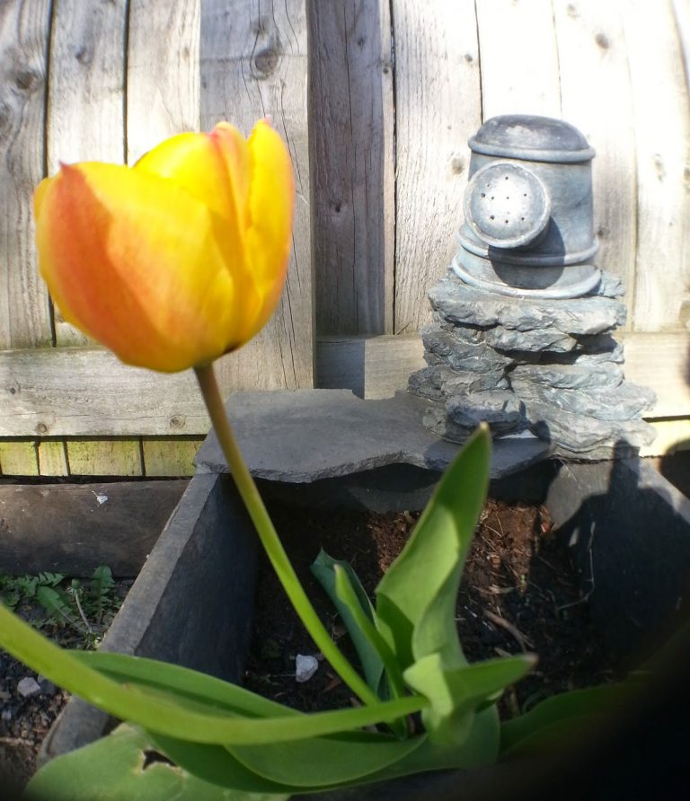 A yellow tulip with red-tipped petals grows in a planter. Behind it, a small stacked stone ornament and metal lantern rest beside a wooden fence. Sunlight casts shadows across the scene—perfect for a Silent Sunday moment.