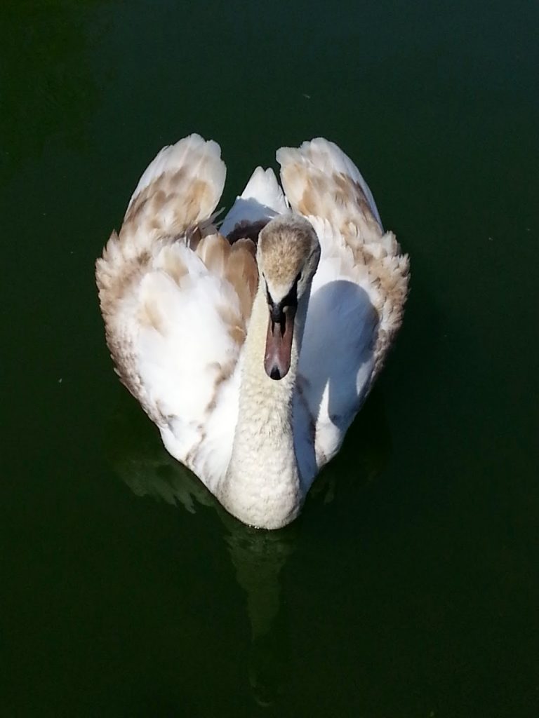 A young swan, or cygnet, with brown and white feathers glides alone on calm, dark green water—a perfect Silent Sunday scene.