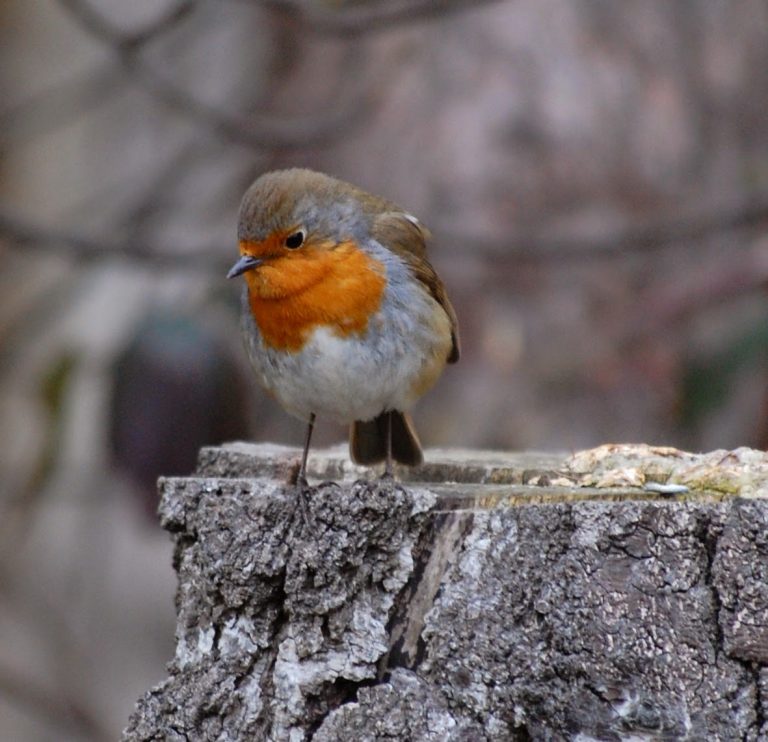 A small robin with an orange-red breast and face, grey belly, and brown wings is perched on a textured tree stump, embodying the peaceful spirit of Silent Sunday amid a softly blurred natural background.