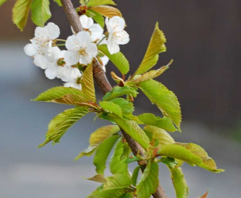 A close-up of a tree branch with clusters of small white flowers and fresh green leaves, set against a blurred background—capturing the peaceful essence of a Silent Sunday.