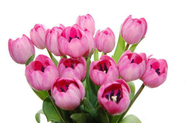 A bouquet of vibrant pink tulips with green leaves, set against a plain white background, perfectly captures the peaceful mood of a Silent Sunday.